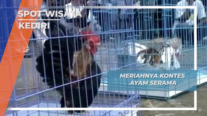 Satwa Kontes Ayam Serama, Kediri