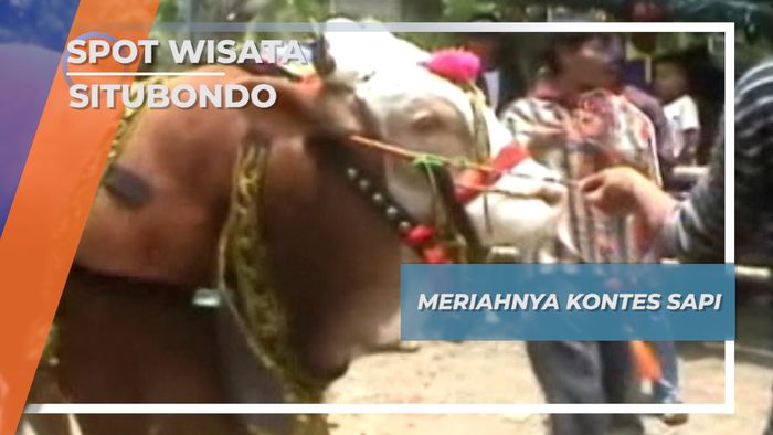 Satwa Kontes, Sapi Jumbo Situbondo