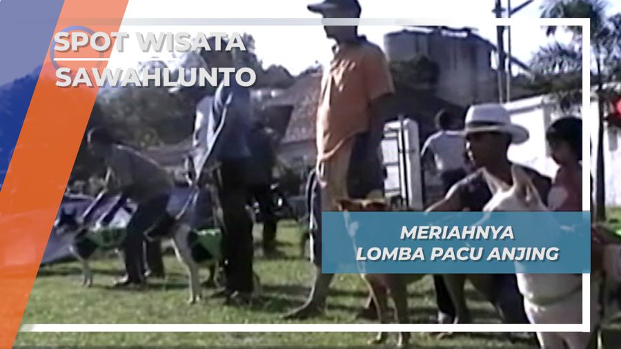 Kontes Satwa Pacu Anjing, Sawahlunto