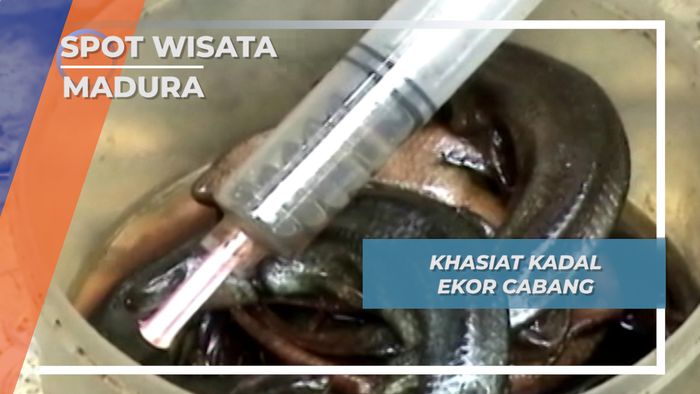 Khasiat Unik Kadal Ekor Cabang Pamekasan