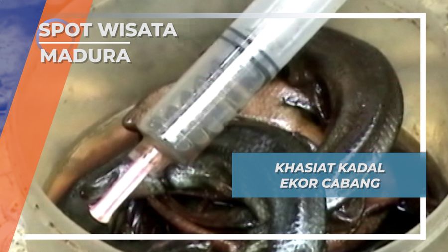 Khasiat Unik Kadal Ekor Cabang Pamekasan