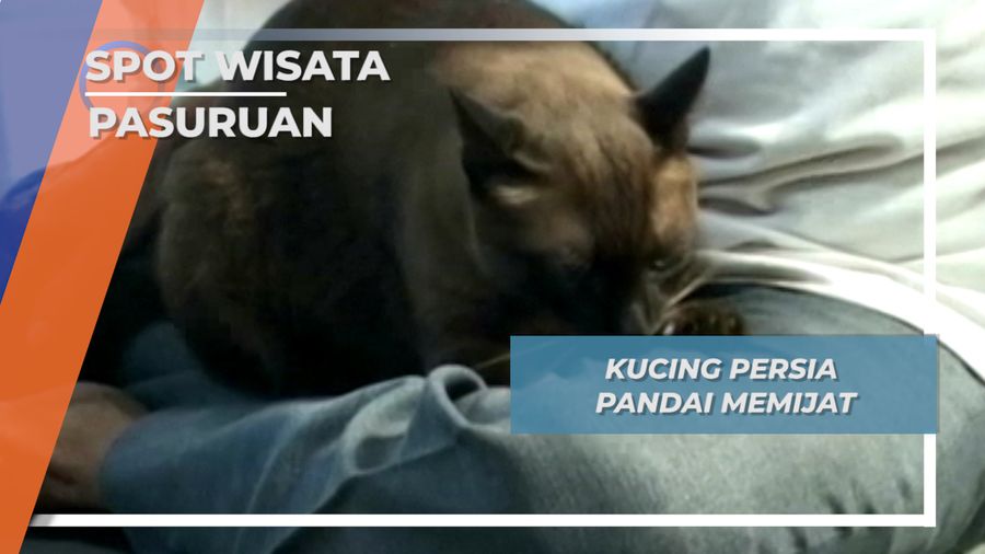 Satwa Unik Pasuruan, Kucing Persia Pandai Memijat 