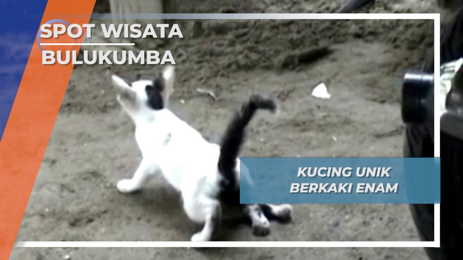 Satwa Unik Bulukumba, Kucing Unik Berkaki Enam