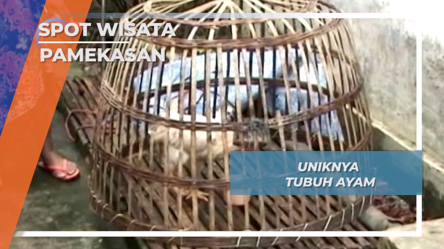 Satwa Unik Pamekasan, Ayam Berkaki Empat.