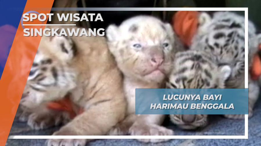 Satwa Lucu Singkawang, Bayi Harimau Benggala