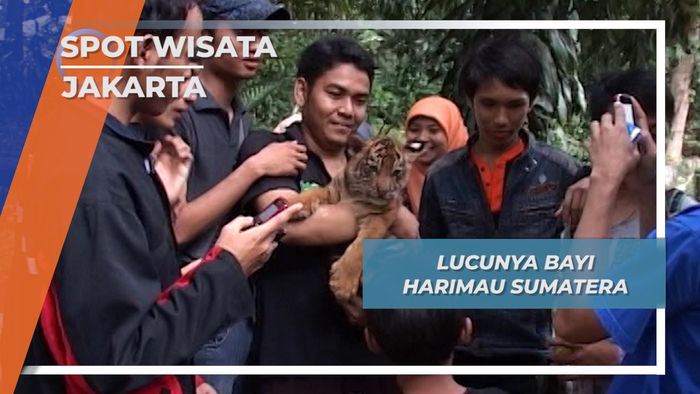 Satwa Lucu Jakarta, Bayi Harimau Sumatera