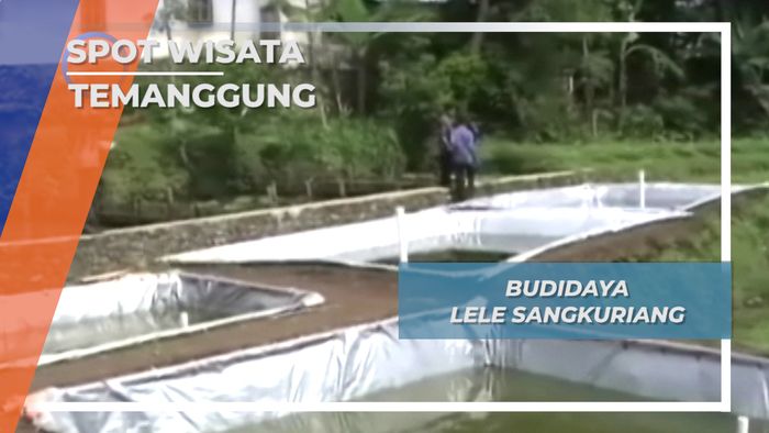 Budidaya Lele Sangkuriang, Temanggung