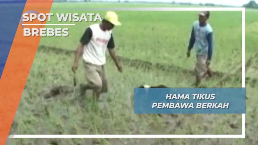 Hama Tikus Pembawa Berkah, Brebes
