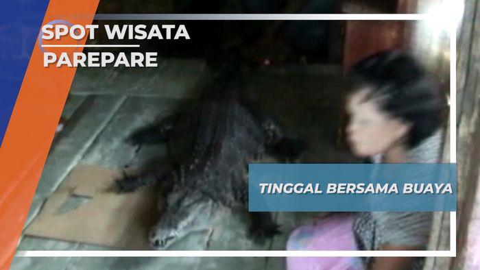 Satwa Jinak, Buaya Besar Parepare