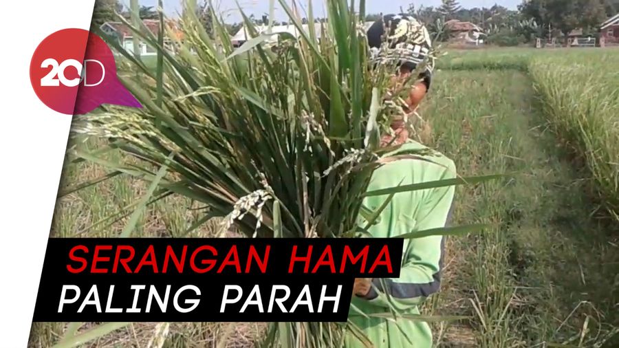 Kasihan, Petani di Subang Gagal Panen Gegara Diserang Hama