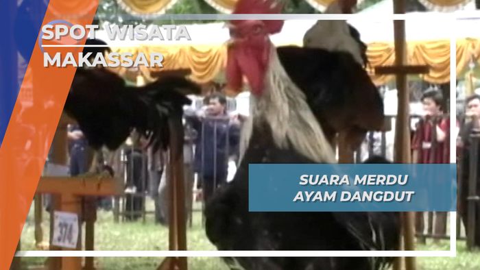 Suara Merdu Ayam Dangdut Makassar