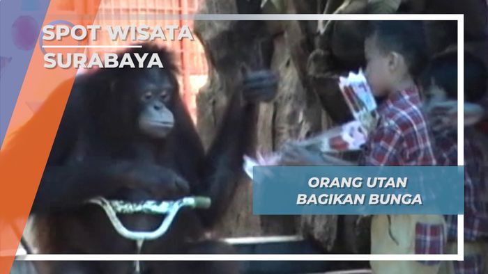 Bagi Bunga ala Orang Utan Surabaya