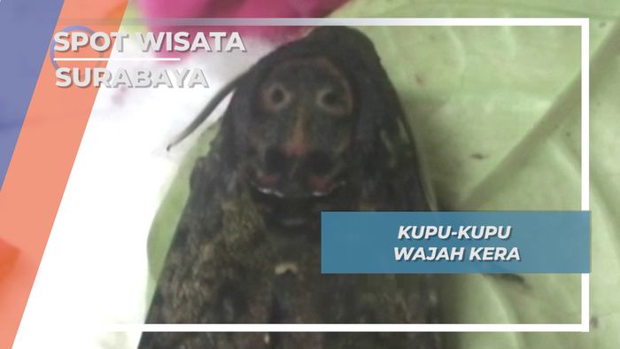 Satwa Unik Surabaya, Kupu-kupu Wajah Kera 