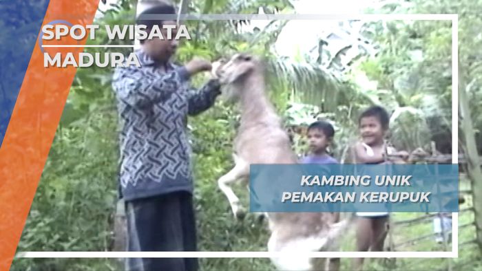 Satwa Unik Madura, Kambing Pemakan Kerupuk 