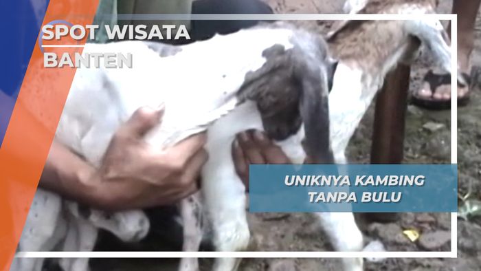 Satwa Unik Banten, Kambing Tanpa Bulu 