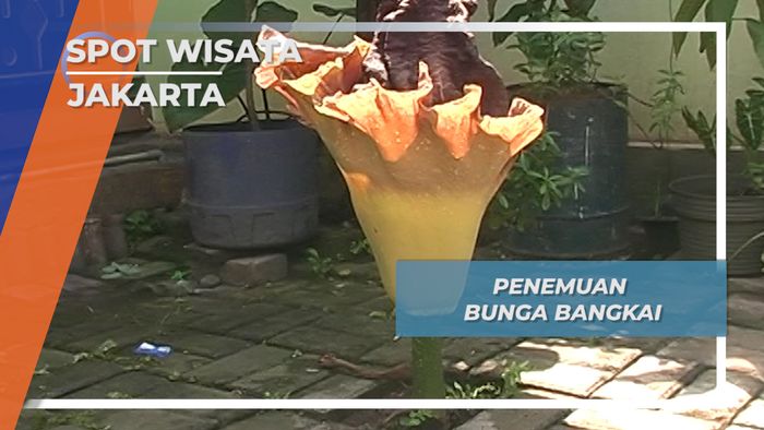 Flora Unik, Bunga Bangkai Jakarta Timur