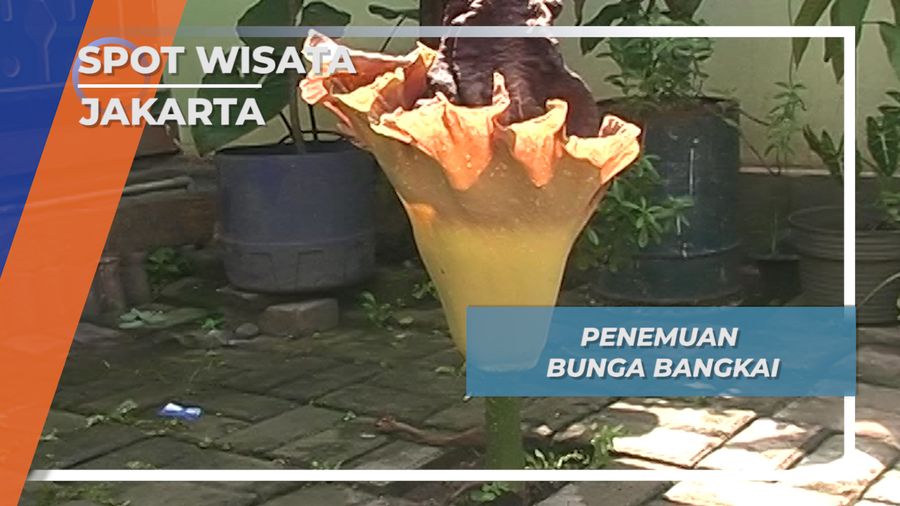 Flora Unik, Bunga Bangkai Jakarta Timur