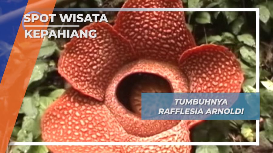 Flora Unik, Bunga Rafflesia Arnoldi di Kepahiang Bengkulu