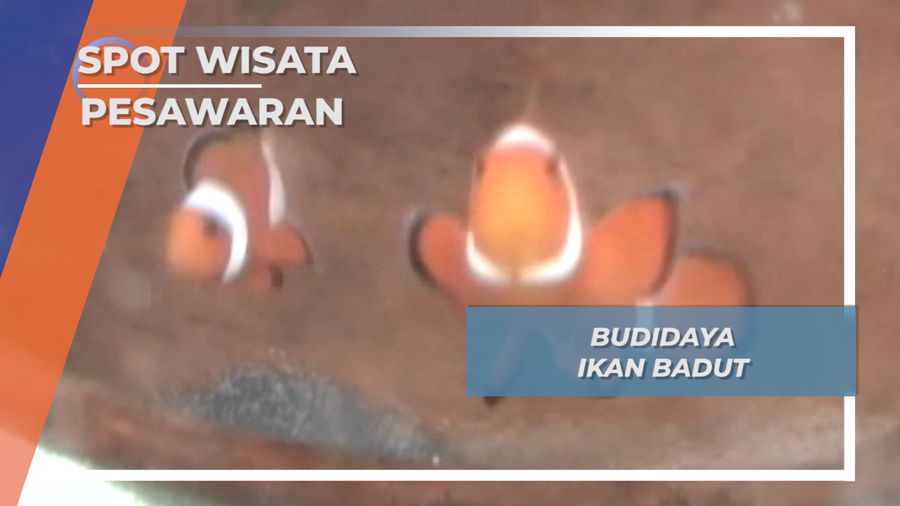 Budidaya Nemo si Ikan Badut di Pesawaran Lampung