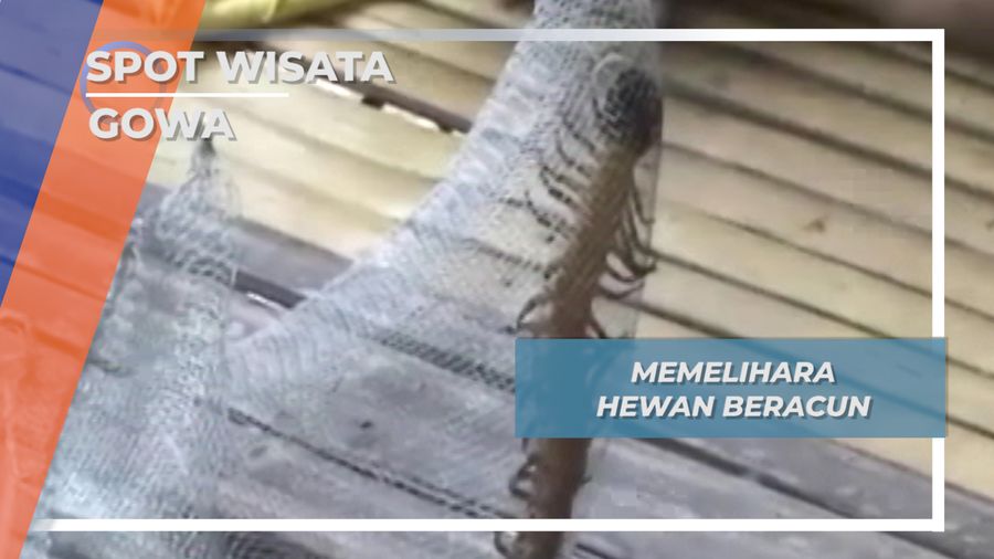 Satwa Unik, Lipan Beracun Raksasa Gowa