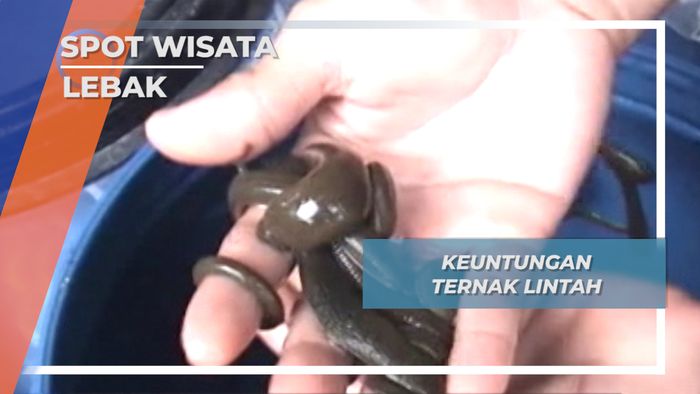 Ternak Lintah di Lebak Banten