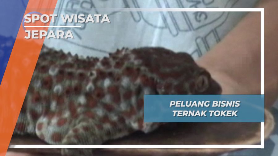 Ternak Tokek Dusun Tendok Sari Jepara