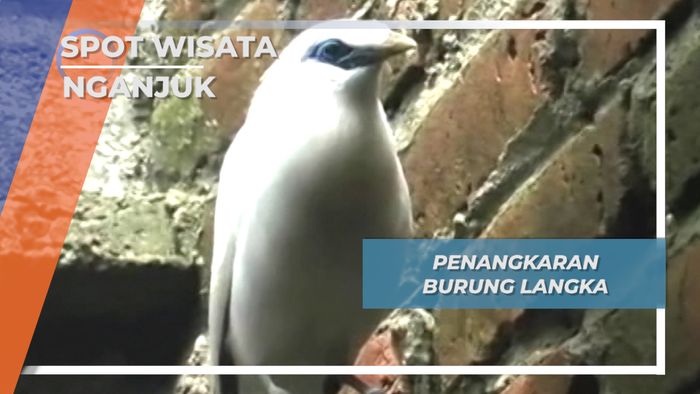Nganjuk, Tangkar Burung Jalak Bali 