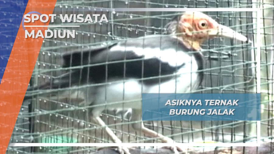 Madiun, Ternak Burung Jalak Jawa 
