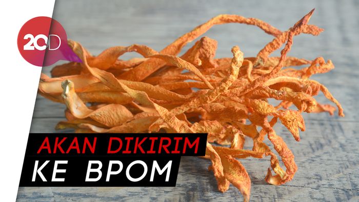 LIPI Umumkan Hasil Uji Klinis Jamur Cordyceps di RS Darurat Covid-19