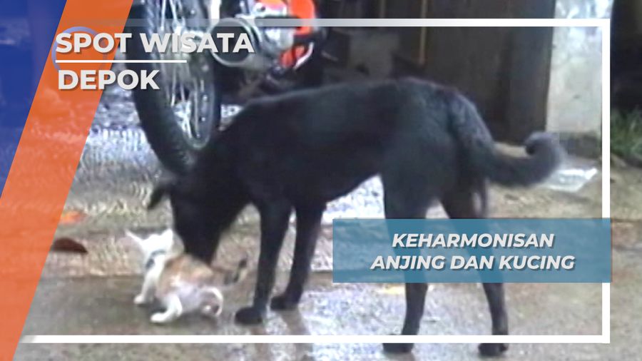 Persahabatan Unik Anjing dan Kucing, Depok