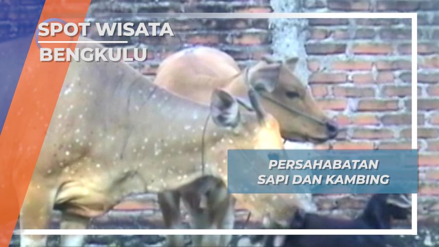 Persahabatan Unik Sapi dan Kambing, Bengkulu