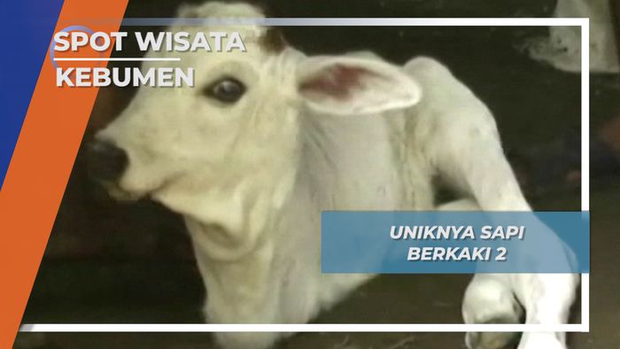 Satwa Unik Kebumen, Sapi Berkaki 2