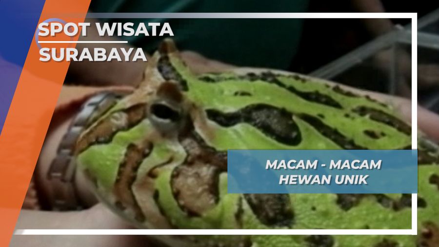 Satwa Unik Surabaya