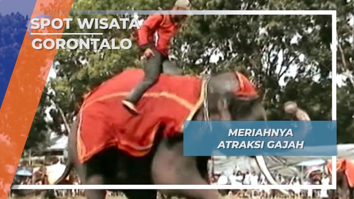 Satwa Unik Gorontalo, Atraksi Gajah