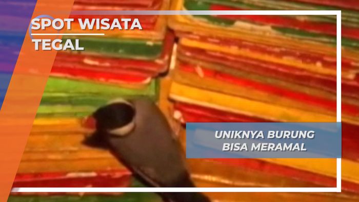 Satwa Unik Tegal, Burung Peramal