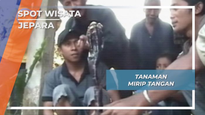 Flora Unik Jepara, Tanaman Mirip Tangan