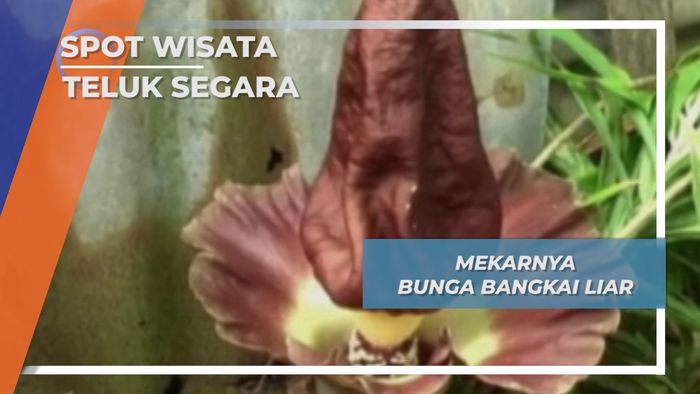 Flora Unik Teluk Segara, Mekarnya Bunga Bangkai Liar