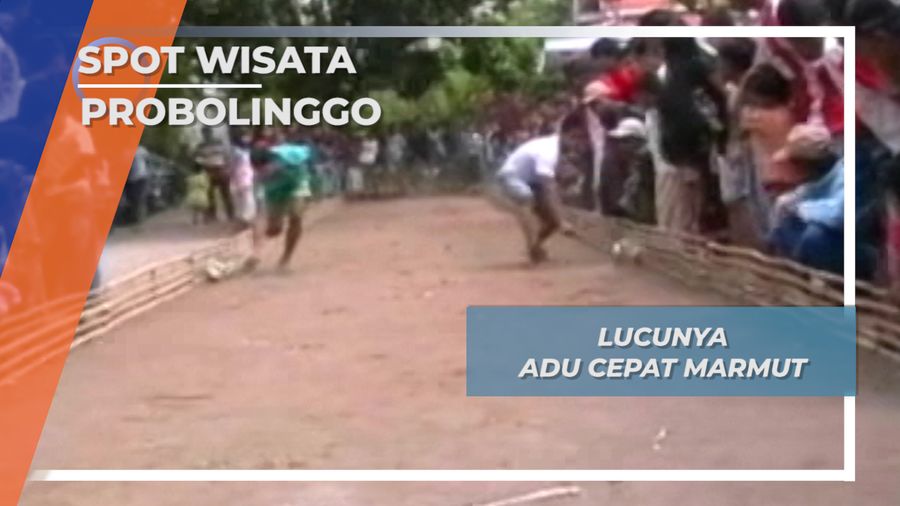 Lucunya Adu Cepat Marmut, Probolinggo