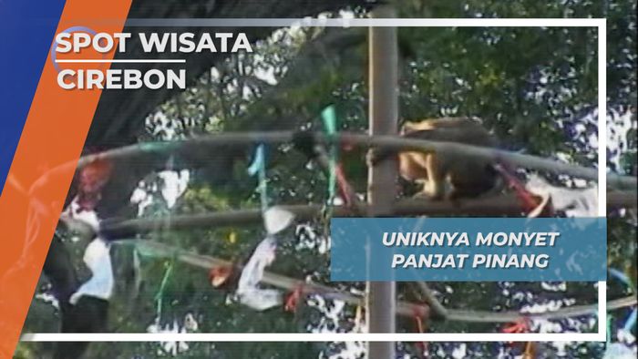 Uniknya Monyet Panjat Pinang, Cirebon
