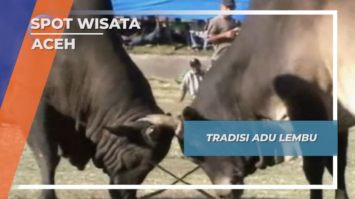 Tradisi Rakyat Aceh Adu Lembu