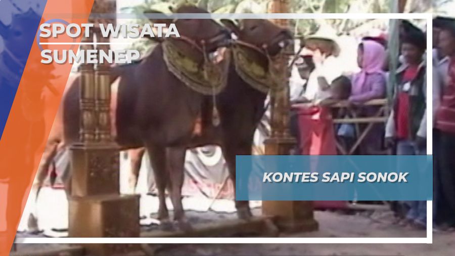 Kontes Sapi Sonok, Sumenep