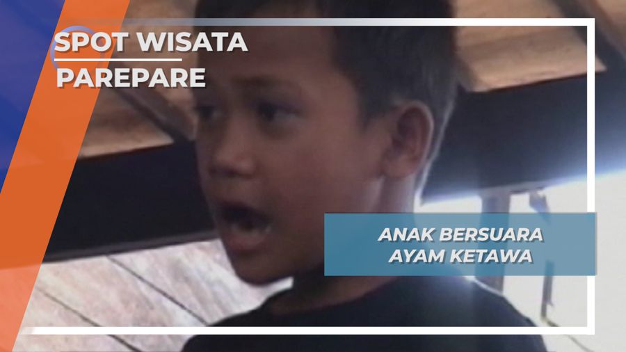 Bocah Peniru Suara Ayam Ketawa yang Berharga Ratusan Juta  Parepare
