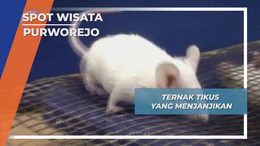 Budidaya Ternak TIkus Putih Albino, Santapan Reptil ala Purworejo