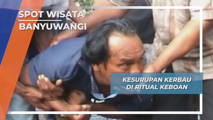 Tradisi Unik Nusantara, Ritual Keboan Banyuwangi
