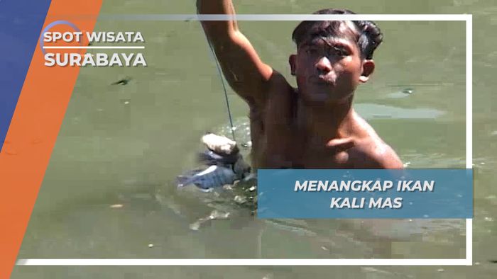 Menangkap Ikan Kali Mas Surabaya