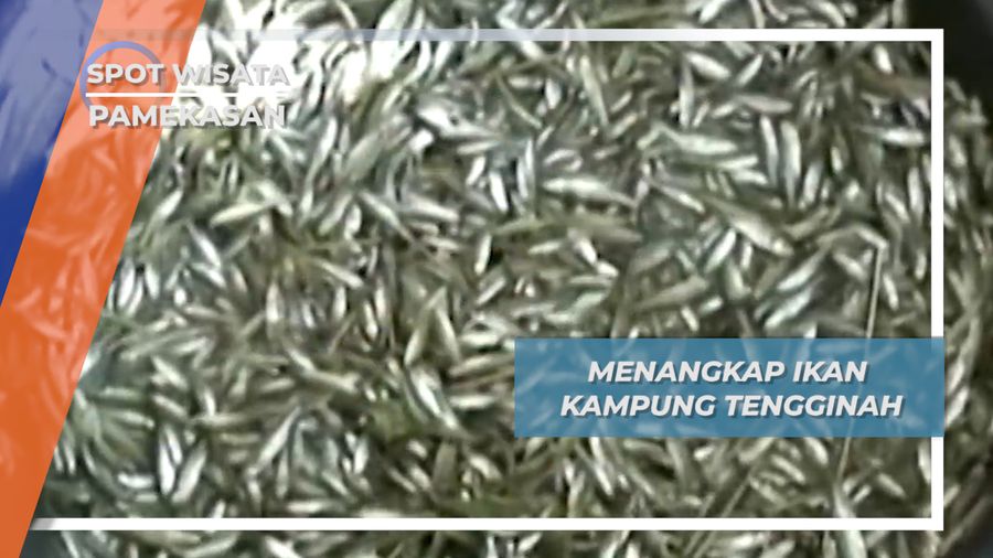 Menangkap Ikan Sungai Kampung Tengginah Pamekasan