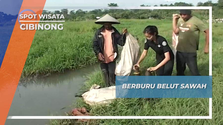 Berburu Belut Sawah Cibinong
