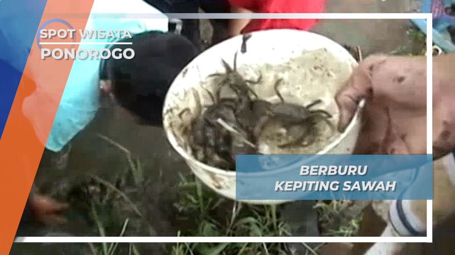 Berburu Kepiting Sawah Desa Ronowijayan Ponorogo