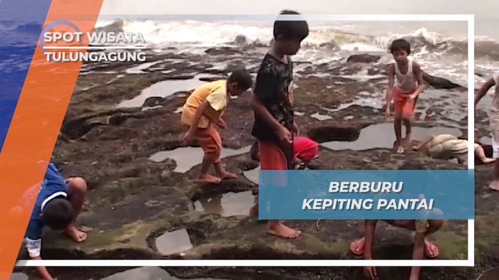 Berburu Kepiting Pantai Tulungagung