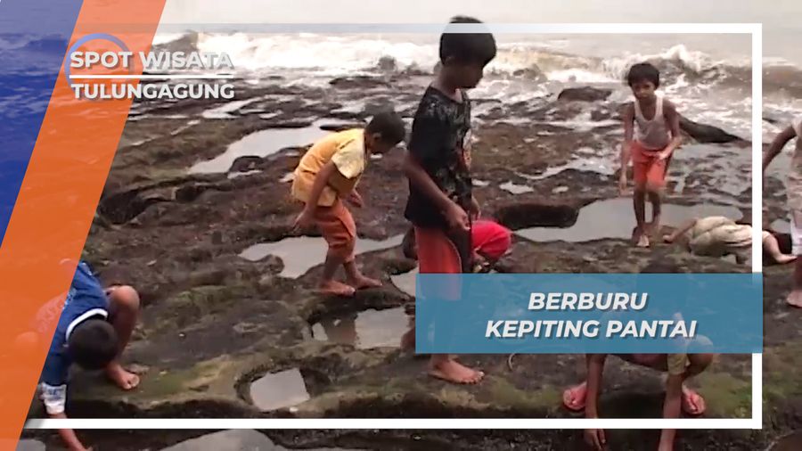 Berburu Kepiting Pantai Tulungagung